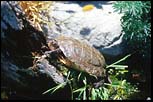 Turtle. Monterey, CA, August 2000