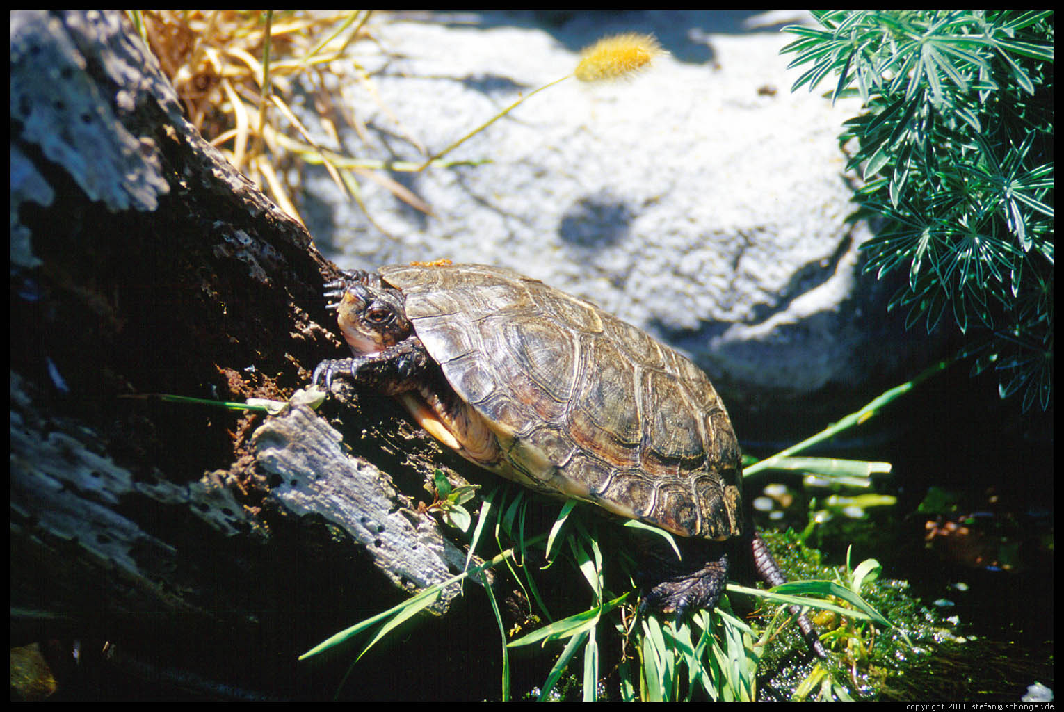 Turtle. Monterey, CA, August 2000
