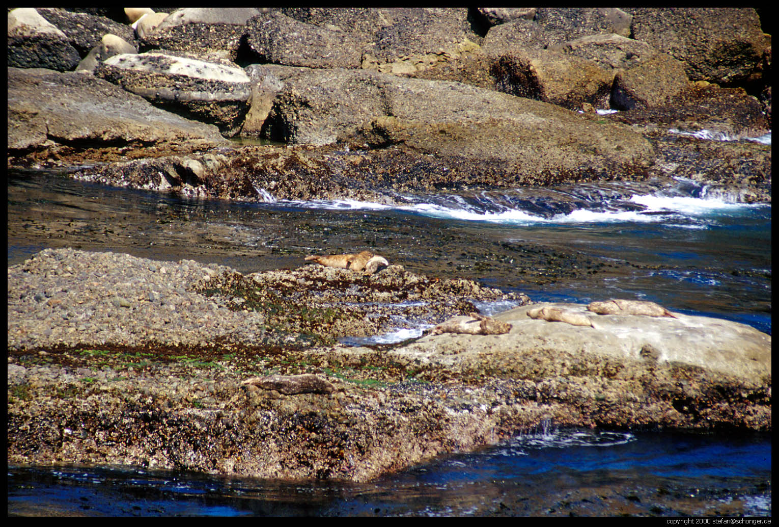 Count the Seals!<br>Seals in Point Lobos, CA, August 2000