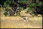 Deer. Point Lobos, CA, August 2000