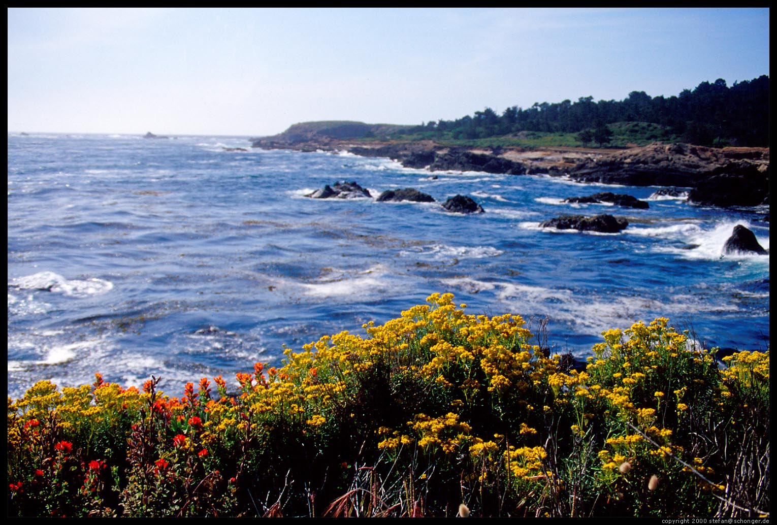 Wild Flowers. Point Lobos, CA, August 2000
