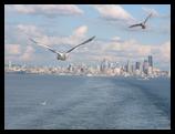 Seagulls and Seattle skyline