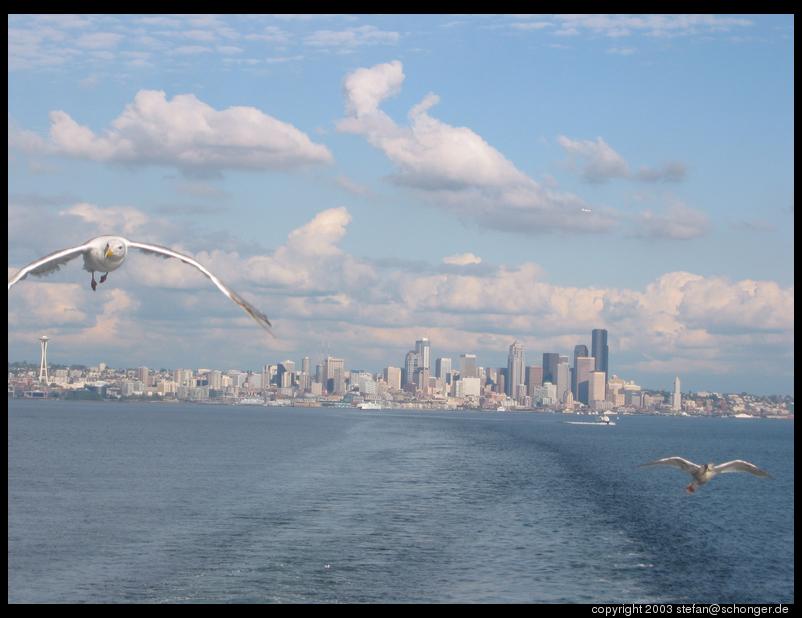 seagulls and Seattle skyline
