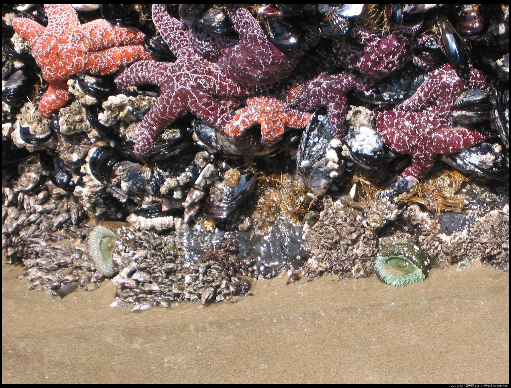 Sea star, Oregon coast