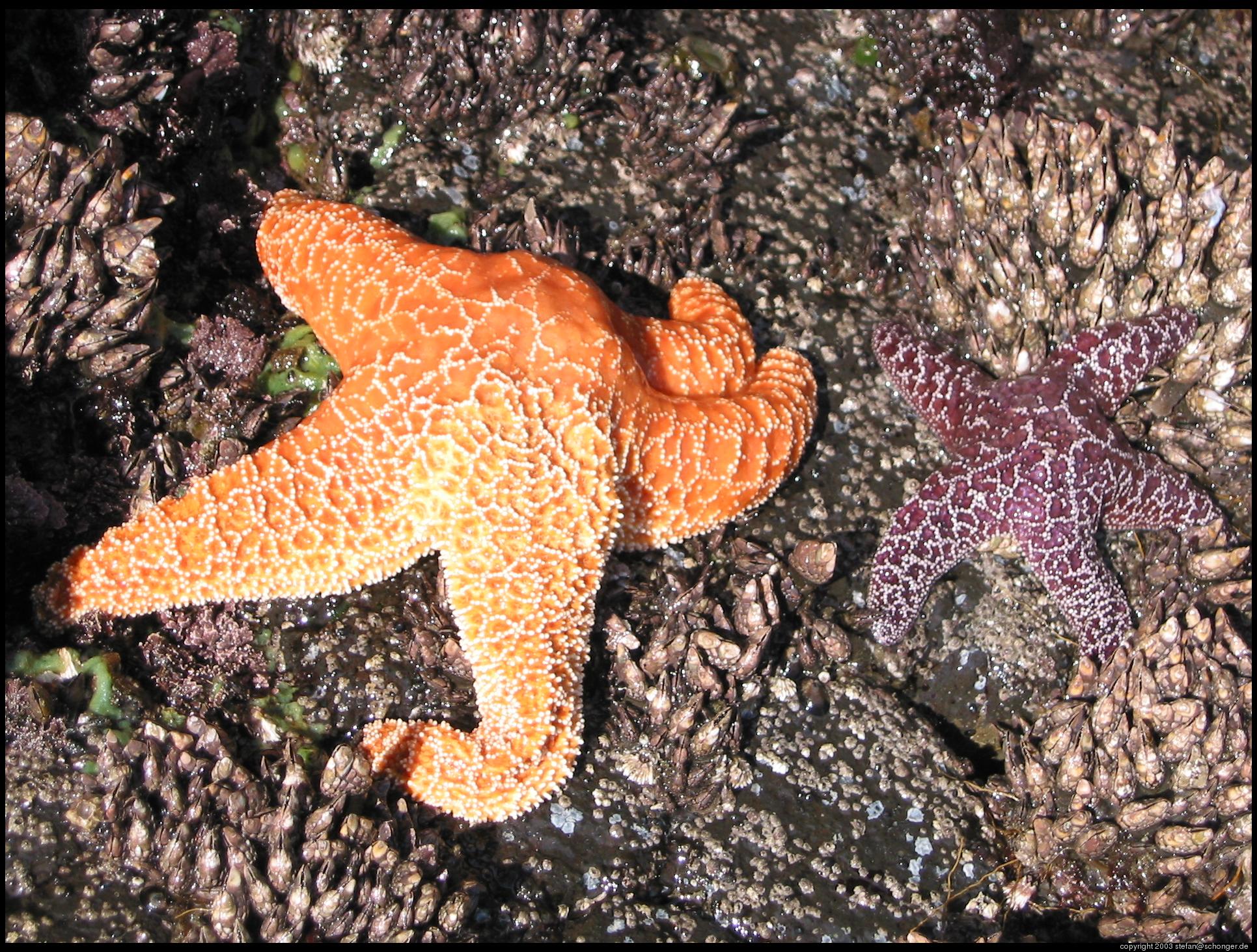 Sea star, Oregon coast