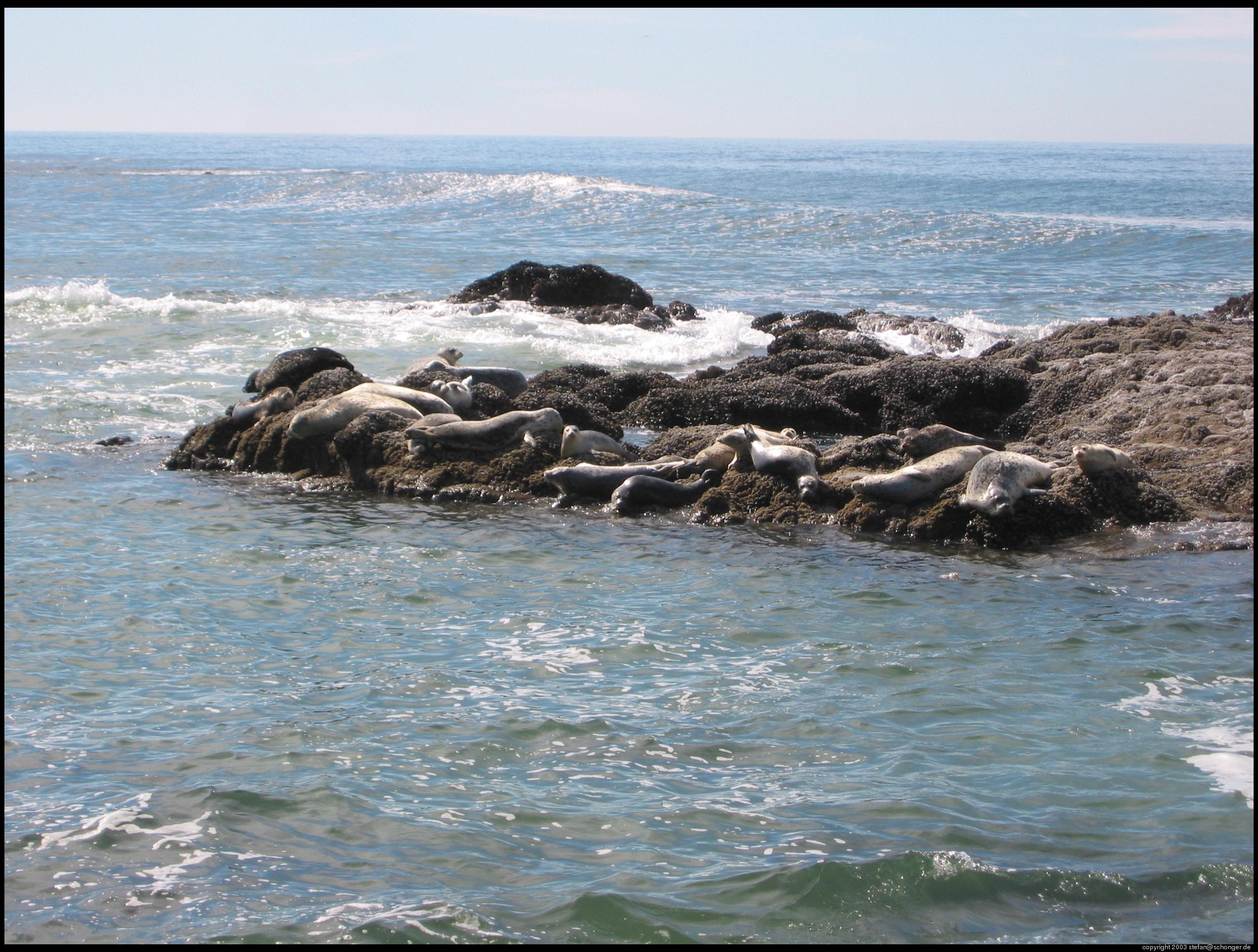Seals, Oregon coast