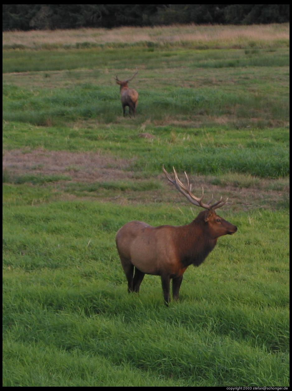 Deer, near Reedsport, OR
