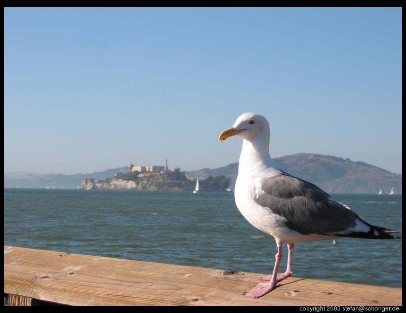 Seagull with Alcatraz in the background