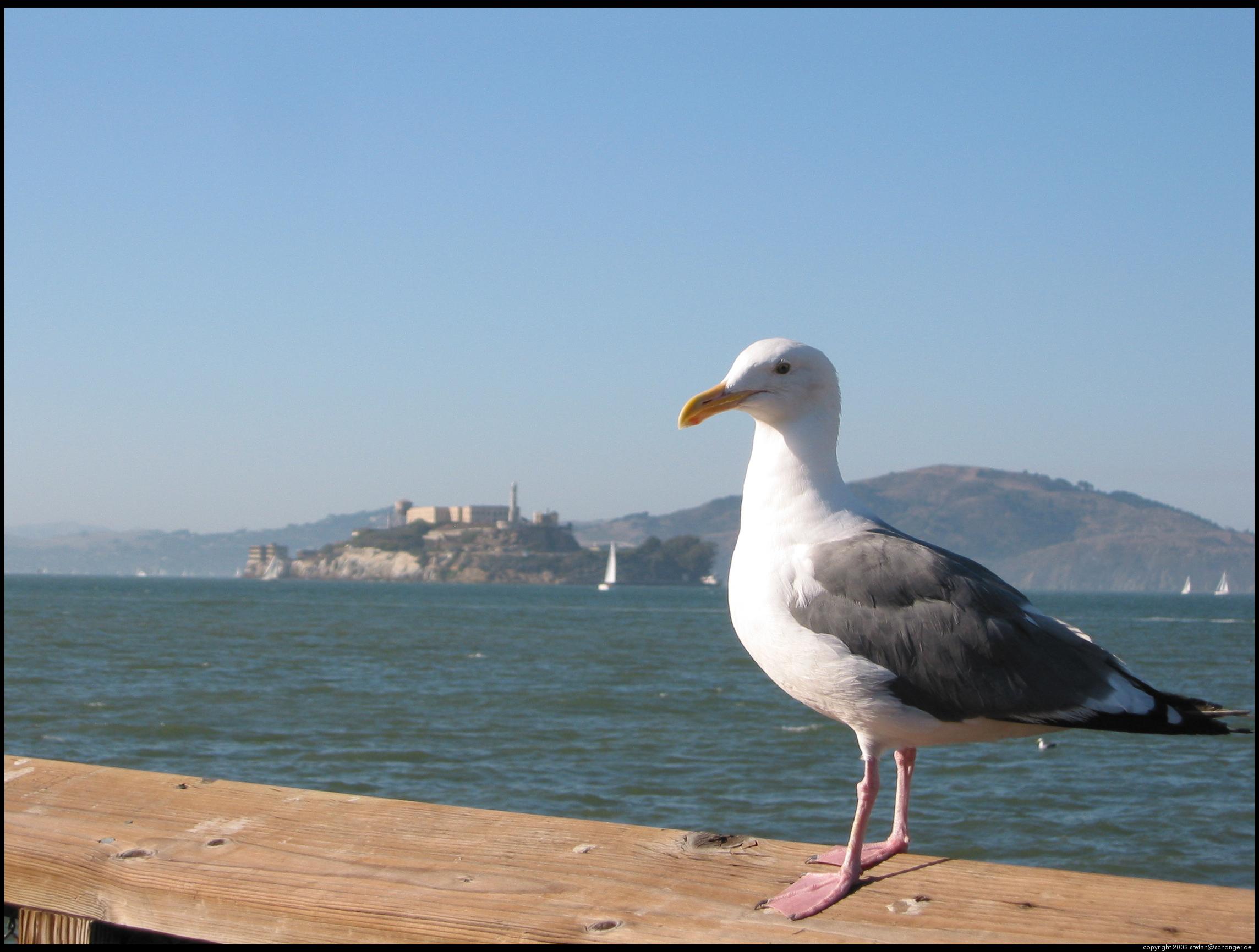 Seagull with Alcatraz in the background