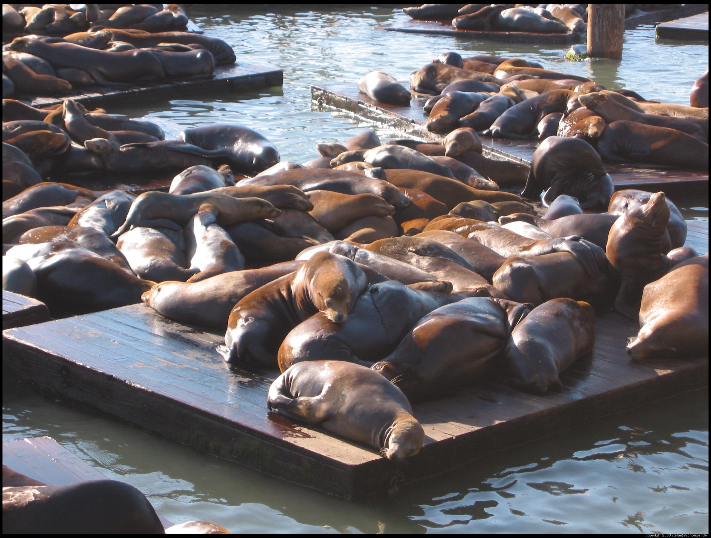 Sea lions at Pier 39