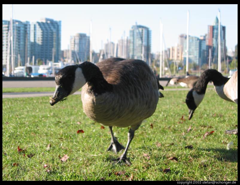 Geese in Stanley park, Vancouver
