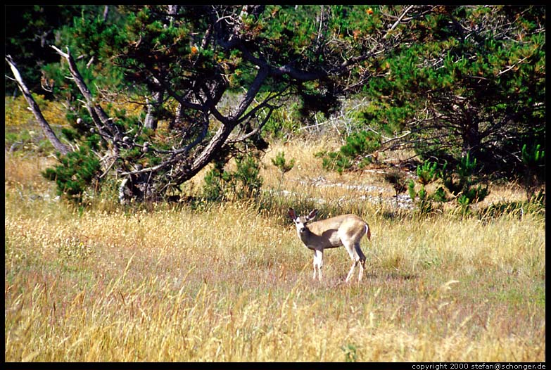 Deer. Point Lobos, CA, August 2000