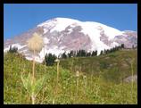 Mt. Rainier