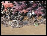 Sea star, Oregon coast