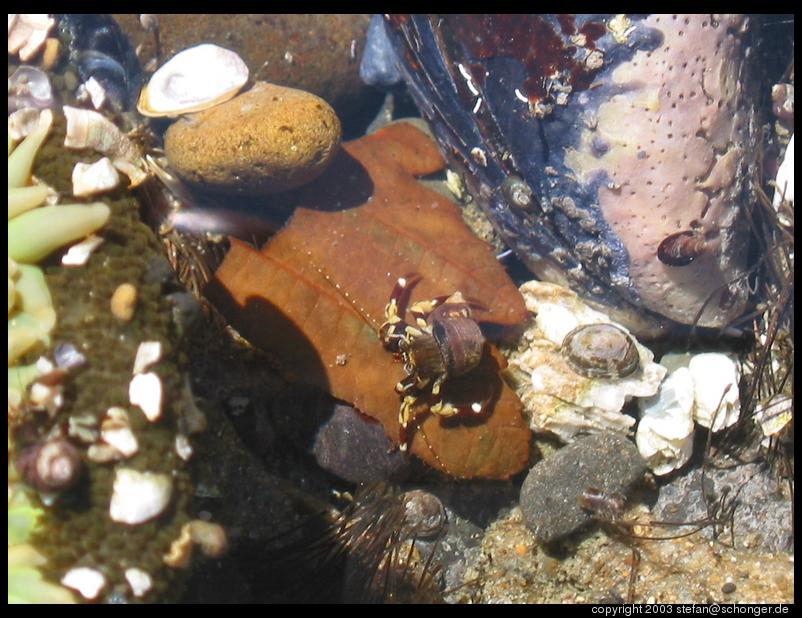 Tide pool, Oregon