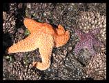 Sea star, Oregon coast