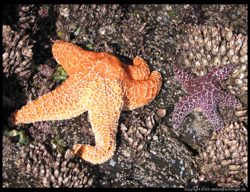 Sea star, Oregon coast