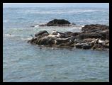 Seals, Oregon coast