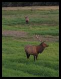 Deer, near Reedsport, OR