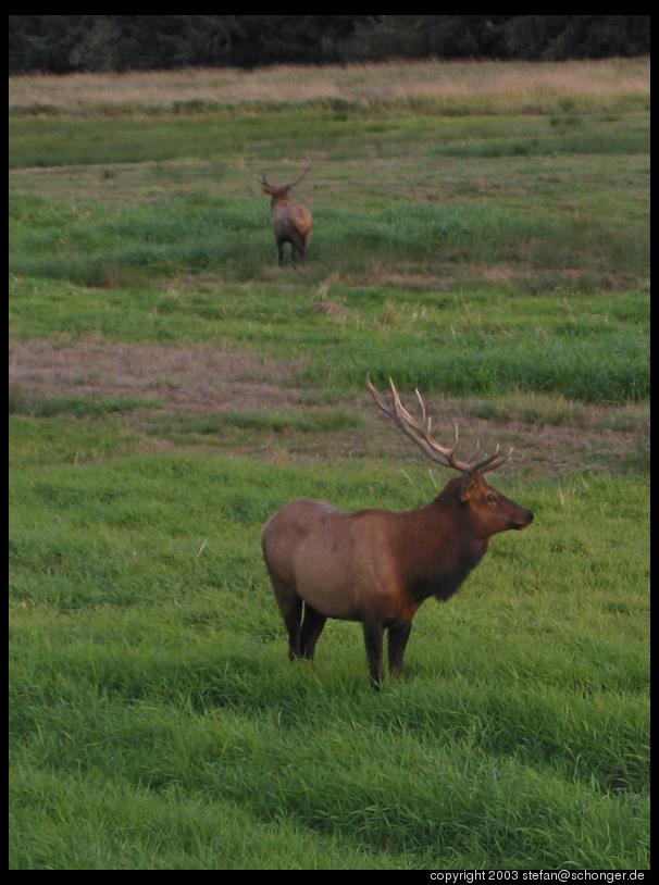 Deer, near Reedsport, OR