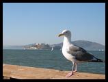 Seagull with Alcatraz in the background