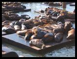 Sea lions at Pier 39