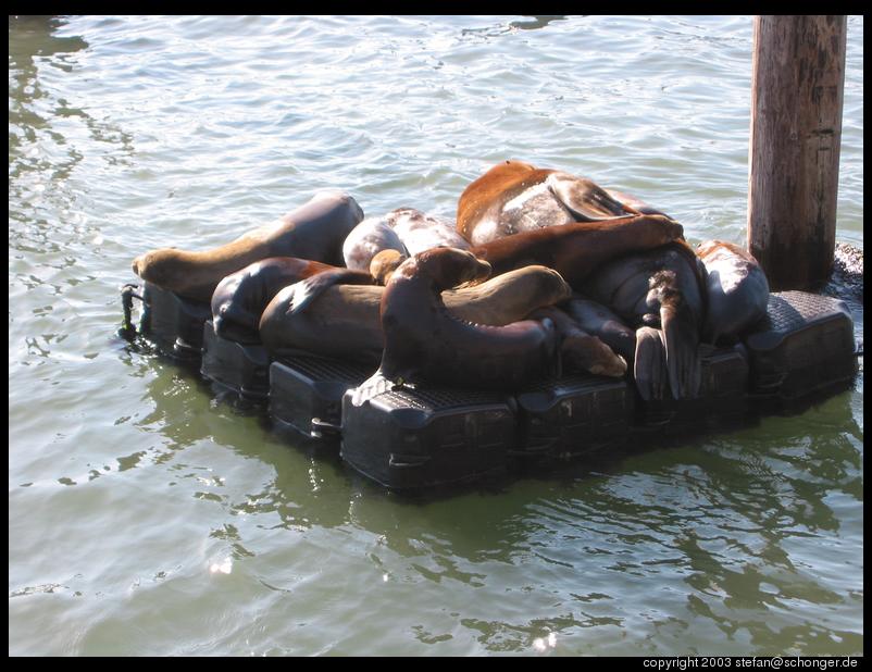 Sea lions at Pier 39