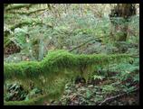 Mossy tree, Alice Lake Provincial Park