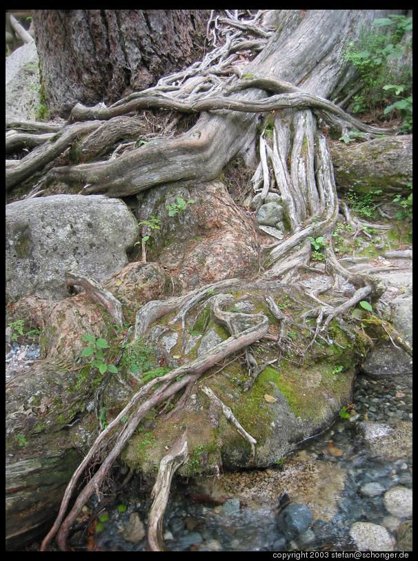 Gnarly roots, Shannon Falls Provincial Park, BC